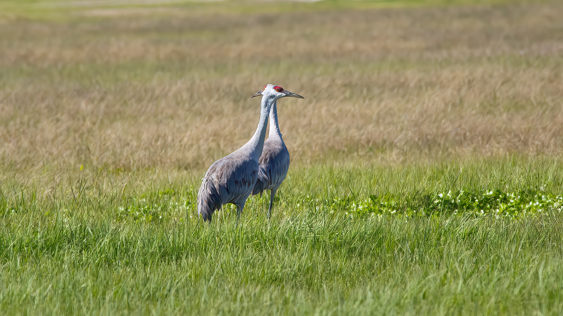 Sandhill Crane — Ana fotoğraf